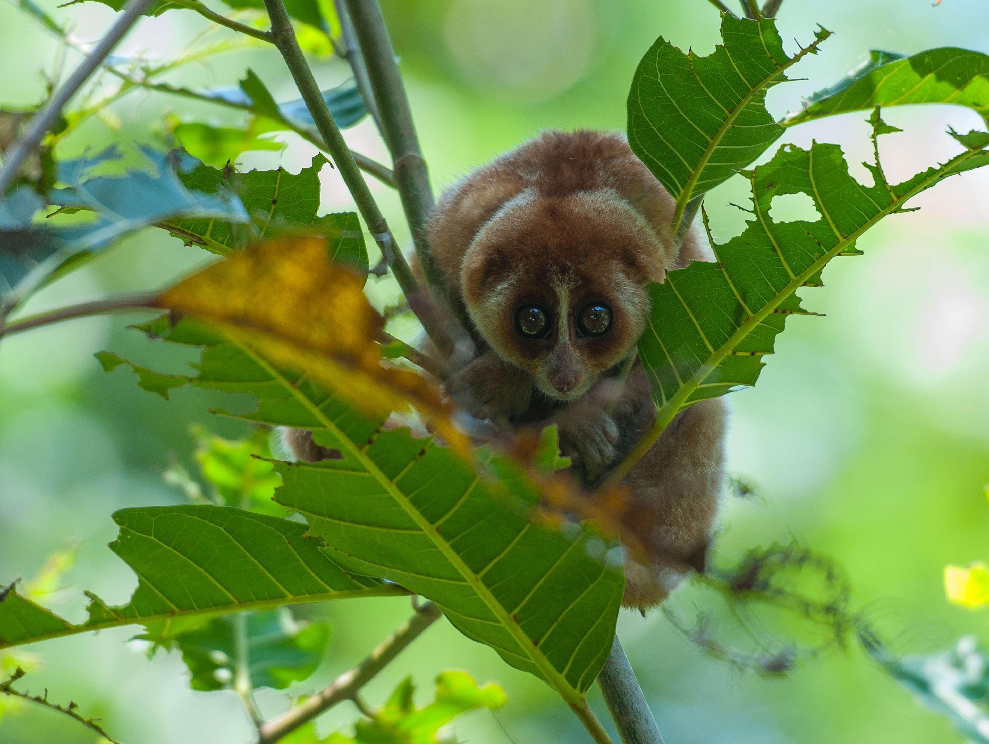 Shangri-La Rasa Ria, Kota Kinabalu Exteriér fotografie A female slender-bodied lemur